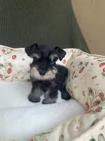 Phantom blue eye, a female Miniature Schnauzer for sale in Terrell, TX – 2 of 3