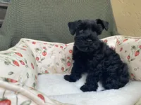 Black female , a female Miniature Schnauzer for sale in Terrell, TX – 6 of 6
