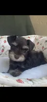 Chocolate phantom, a female Miniature Schnauzer for sale in Terrell, TX – 3 of 5