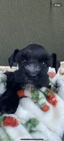 Black male , a male Miniature Schnauzer for sale in Terrell, TX – 5 of 5