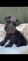 Chocolate male , a male Miniature Schnauzer for sale in Terrell, TX – 4 of 8