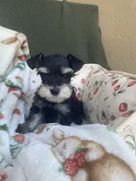 Phantom black, a female Miniature Schnauzer for sale in Terrell, TX – 2 of 6