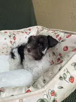 Chocolate parti, a female Miniature Schnauzer for sale in Terrell, TX – 3 of 4