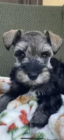 Platinum , a female Miniature Schnauzer for sale in Terrell, TX – 5 of 5