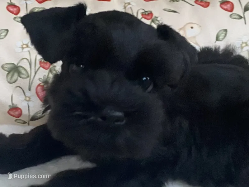 Black female – Miniature Schnauzer puppy for sale in Terrell, TX