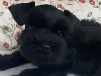 Black female, a female Miniature Schnauzer for sale in Terrell, TX – 1 of 3