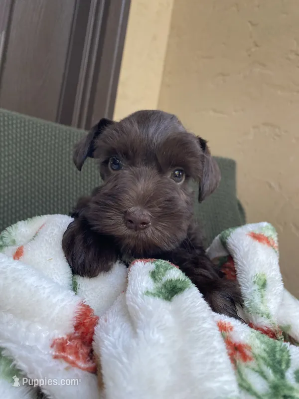 Chocolate – Miniature Schnauzer puppy for sale in Terrell, TX