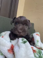Chocolate, a female Miniature Schnauzer for sale in Terrell, TX – 1 of 3