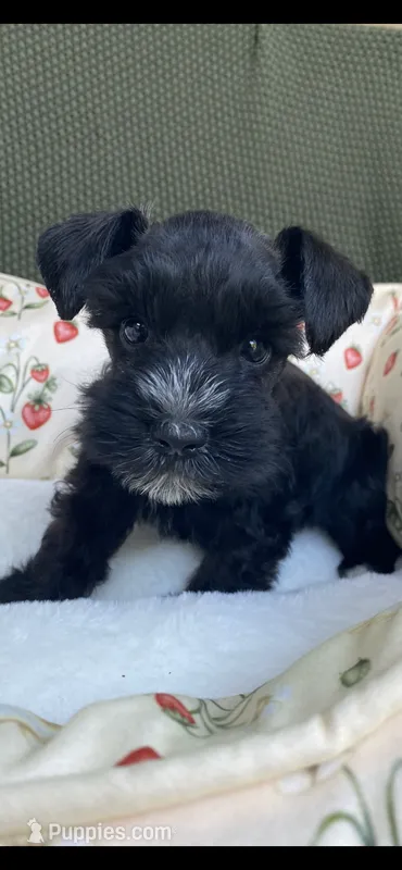 Black male  – Miniature Schnauzer puppy for sale in Terrell, TX