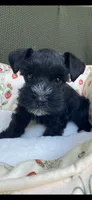 Black male , a male Miniature Schnauzer for sale in Terrell, TX – 1 of 5