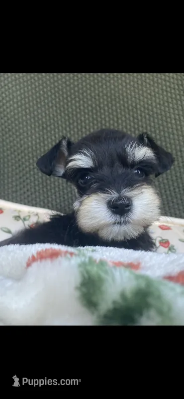 Phantom black – Miniature Schnauzer puppy for sale in Terrell, TX