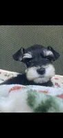 Phantom black, a female Miniature Schnauzer for sale in Terrell, TX – 1 of 6