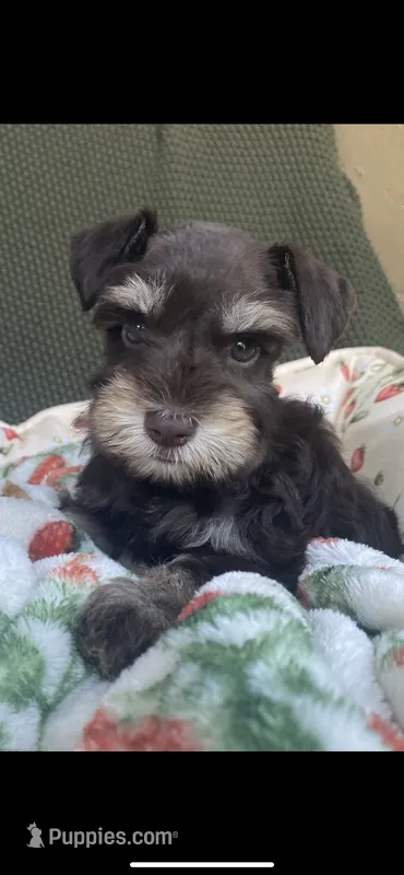 Chocolate phantom – Miniature Schnauzer puppy for sale in Terrell, TX