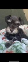 Chocolate phantom, a female Miniature Schnauzer for sale in Terrell, TX – 1 of 5