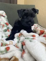 Black female , a female Miniature Schnauzer for sale in Terrell, TX – 2 of 6