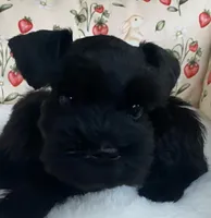 Black female, a female Miniature Schnauzer for sale in Terrell, TX – 2 of 3