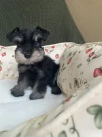 Phantom blue eye, a female Miniature Schnauzer for sale in Terrell, TX – 3 of 3