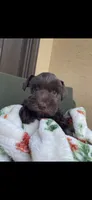 Chocolate, a female Miniature Schnauzer for sale in Terrell, TX – 3 of 3