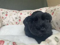 Black male , a male Miniature Schnauzer for sale in Terrell, TX – 3 of 5