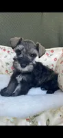 Platinum , a female Miniature Schnauzer for sale in Terrell, TX – 3 of 5