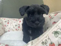 Black male , a male Miniature Schnauzer for sale in Terrell, TX – 5 of 5