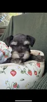Chocolate phantom, a female Miniature Schnauzer for sale in Terrell, TX – 2 of 5