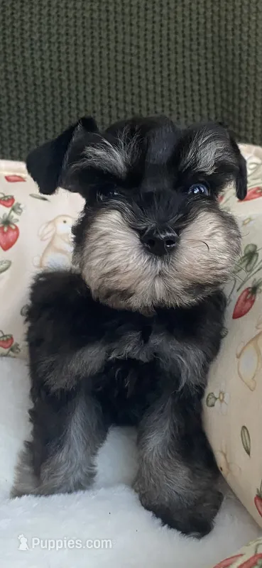 Phantom blue eye – Miniature Schnauzer puppy for sale in Terrell, TX