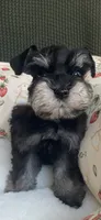Phantom blue eye, a female Miniature Schnauzer for sale in Terrell, TX – 1 of 3