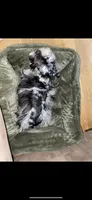 Blu, a male Miniature Schnauzer for sale in Terrell, TX – 5 of 5