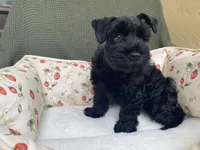 Black female , a female Miniature Schnauzer for sale in Terrell, TX – 4 of 6