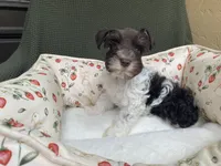 Chocolate parti, a female Miniature Schnauzer for sale in Terrell, TX – 4 of 4