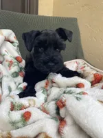 Black female , a female Miniature Schnauzer for sale in Terrell, TX – 1 of 6