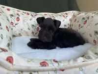Chocolate male , a male Miniature Schnauzer for sale in Terrell, TX – 7 of 8