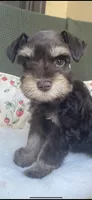 Chocolate phantom, a female Miniature Schnauzer for sale in Terrell, TX – 5 of 5
