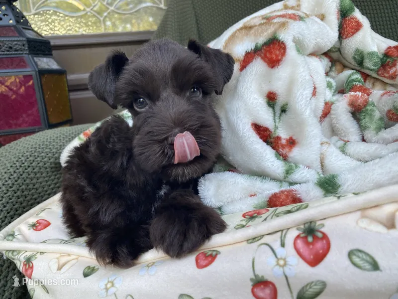 Chocolate male  – Miniature Schnauzer puppy for sale in Terrell, TX