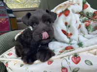 Chocolate male , a male Miniature Schnauzer for sale in Terrell, TX – 1 of 8