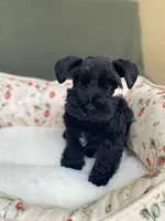 Black male , a male Miniature Schnauzer for sale in Terrell, TX – 4 of 5