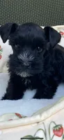 Black male , a male Miniature Schnauzer for sale in Terrell, TX – 3 of 5