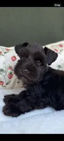 Chocolate male , a male Miniature Schnauzer for sale in Terrell, TX – 3 of 8
