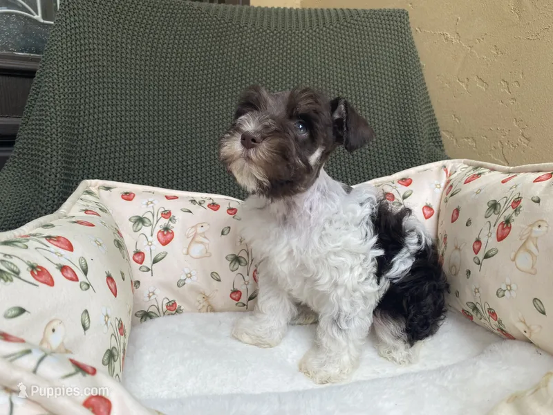 Chocolate parti – Miniature Schnauzer puppy for sale in Terrell, TX