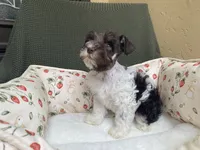 Chocolate parti, a female Miniature Schnauzer for sale in Terrell, TX – 1 of 4