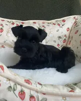 Black female, a female Miniature Schnauzer for sale in Terrell, TX – 3 of 3