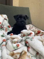 Black female , a female Miniature Schnauzer for sale in Terrell, TX – 5 of 6