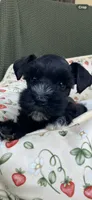 Black male , a male Miniature Schnauzer for sale in Terrell, TX – 4 of 5