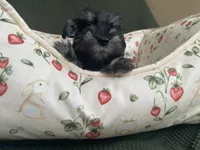 Phantom female , a female Miniature Schnauzer for sale in Terrell, TX – 2 of 3