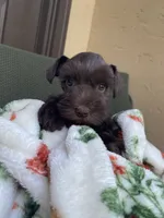 Chocolate, a female Miniature Schnauzer for sale in Terrell, TX – 2 of 3