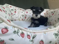 Phantom black, a female Miniature Schnauzer for sale in Terrell, TX – 3 of 6