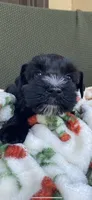 Black male , a male Miniature Schnauzer for sale in Terrell, TX – 2 of 5