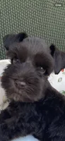 Chocolate male , a male Miniature Schnauzer for sale in Terrell, TX – 8 of 8