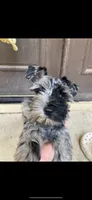 Blu, a male Miniature Schnauzer for sale in Terrell, TX – 4 of 5